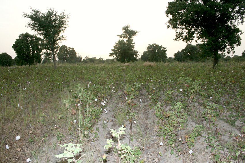 Cottonfield beside the Confluence