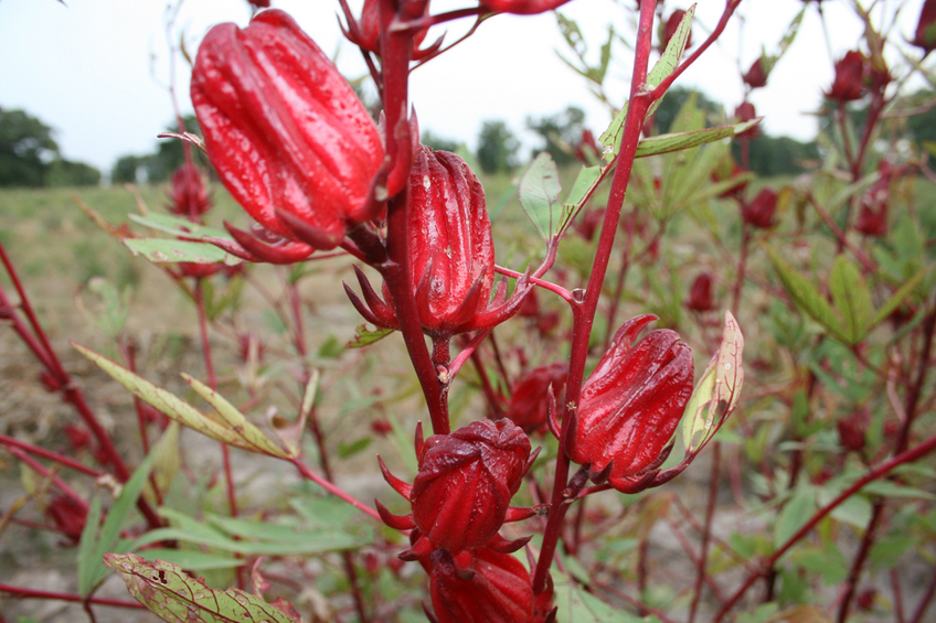 Red plant?