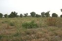 #3: Millet field southwards