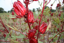 #8: Red plant?
