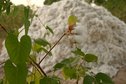 #9: Cotton plant