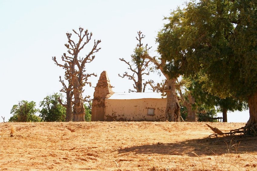 Mosque and baobabs