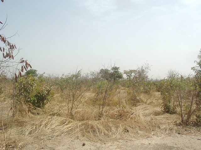 View east from site