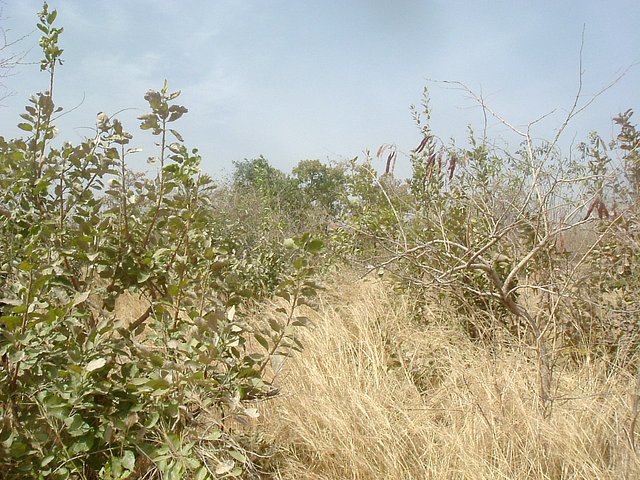 View west from site