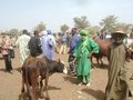 #7: Dealers at Le Drale cattle market near Kati