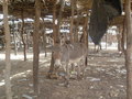 #8: Deserted market stalls in Nossombougou (13°06'N 7°56'W) on the day of Le Drale cattle sales