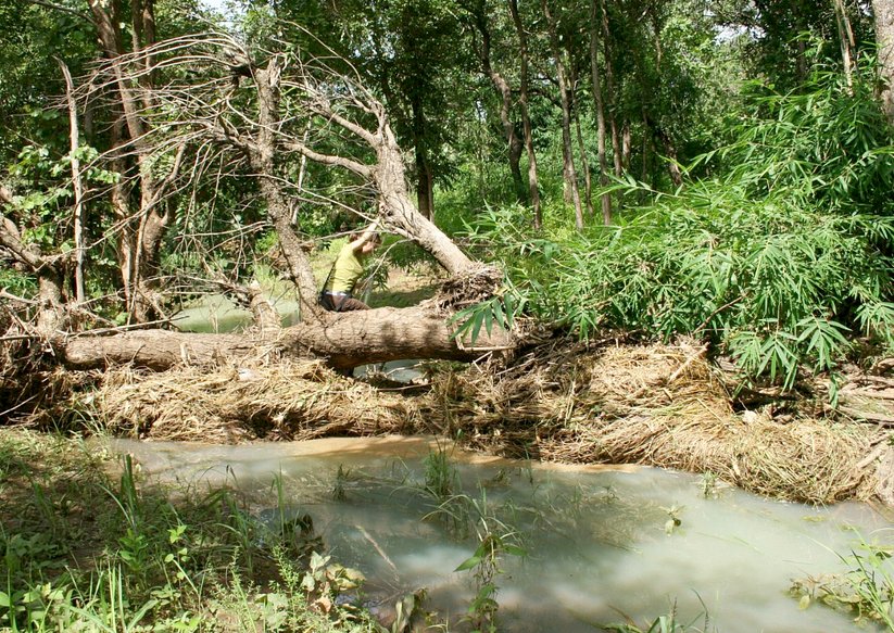 Dead tree across the river