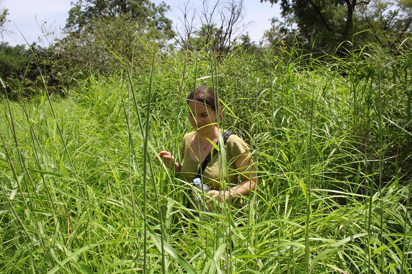 Trying to find the way in the high grass