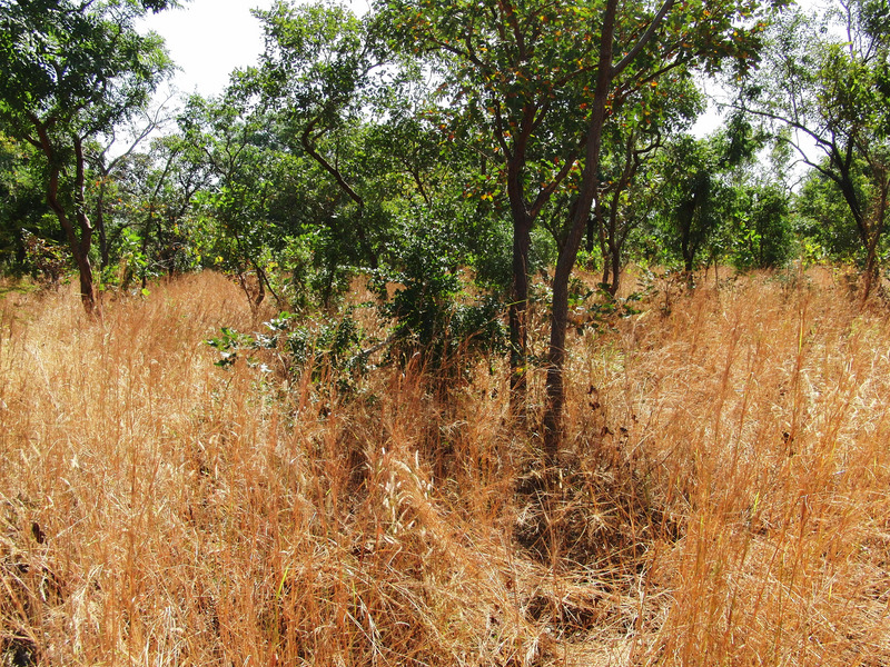 Confluence in the middle of shrub forest