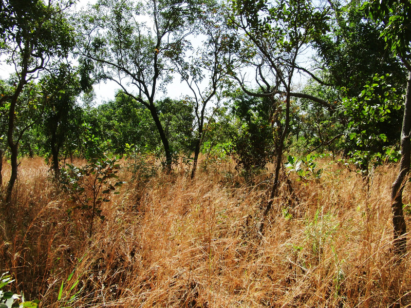 Shrub forest to the South