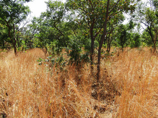 #1: Confluence in the middle of shrub forest