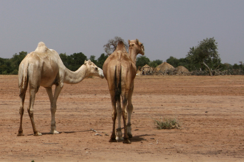 Camels and others watch our lunch