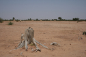 #6: Sabkha plain outside the bush