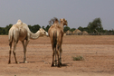 #8: Camels and others watch our lunch