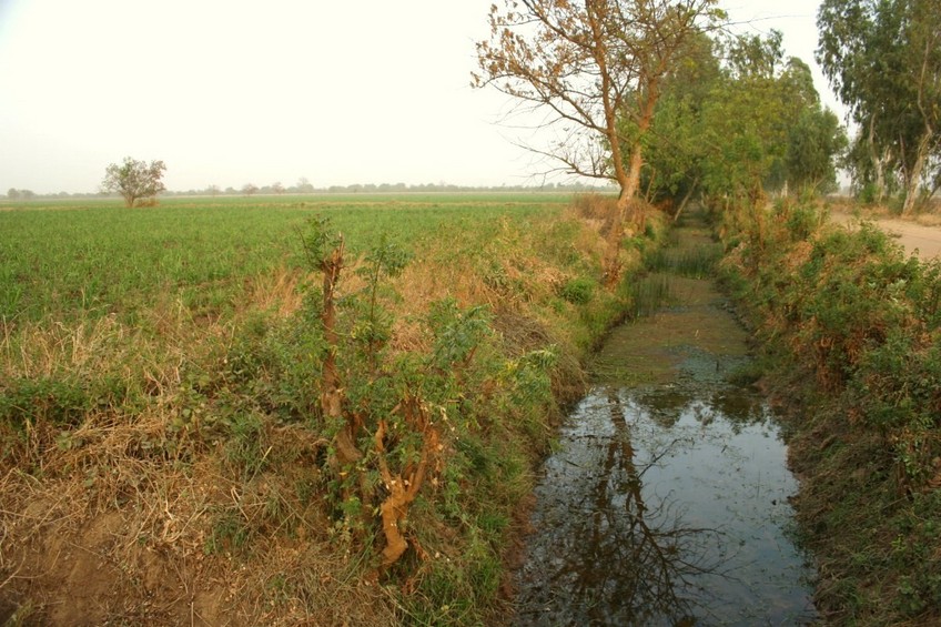 Fields of irrigated sugar cane (still very young)