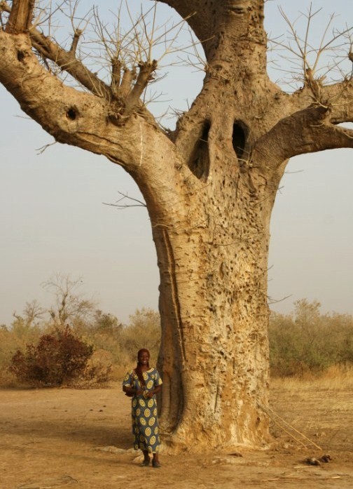 Oumou under a baobab