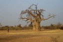 #7: Baobab