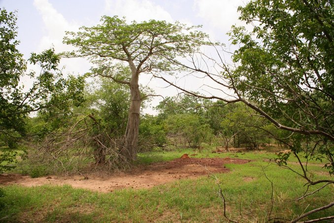 Landscape to the East (baobab)