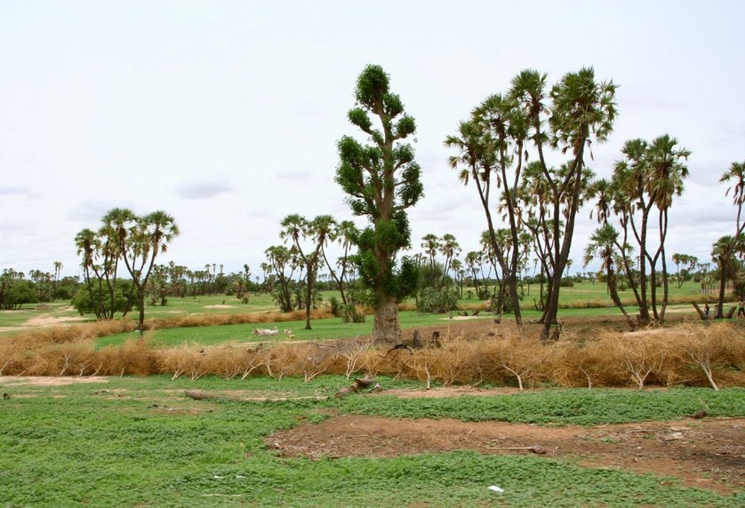 Baobab tree and doum palm trees around gardens