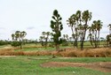 #7: Baobab tree and doum palm trees around gardens