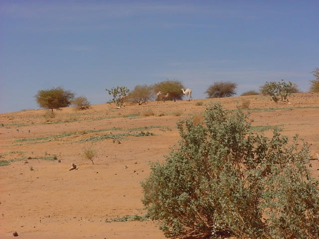 Camels on a dune on the way to the confluence point