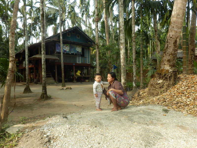 Drying Betel nuts