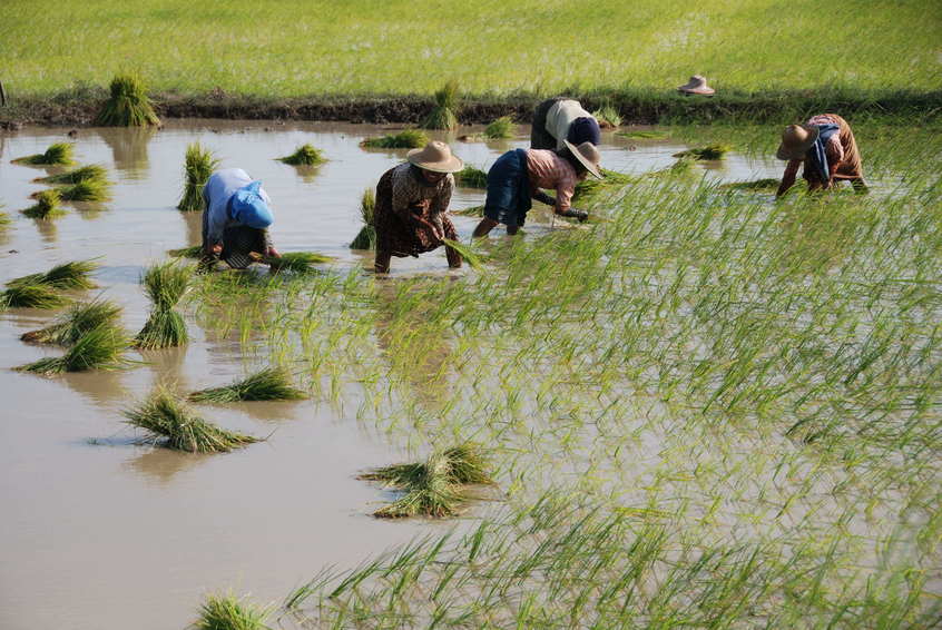 Planting rice within the confluence zone