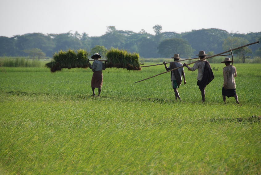 Transporting rice seedling