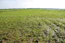 #2: Looking west at Confluence point