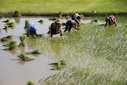 #7: Planting rice within the confluence zone