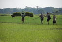 #8: Transporting rice seedling