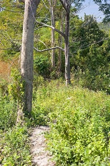 #1: The degree confluence is in front of the "twin tree" in the background