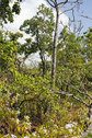 #2: View to the east from the degree confluence