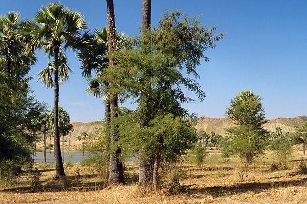 A small artificial lake west from the degree confluence called Taung Nan Tha Seh