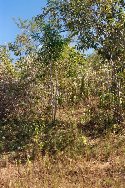 View to the east from the degree confluence