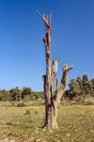 A dead tree near the degree confluence