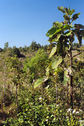 #5: View to the west from the degree confluence