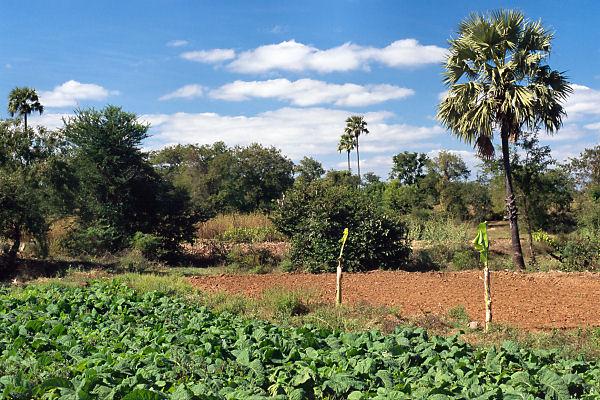 The degree confluence is in front between the tobacco plants