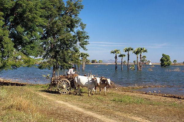 A reservoir along the road from Salingyi to Shwe Tha Min Village