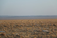 #7: Black tailed gazelle 