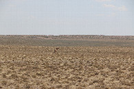 #8: Wild horse in the Gobi dessert