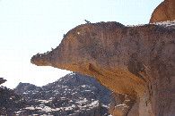 #8: Lizard rock