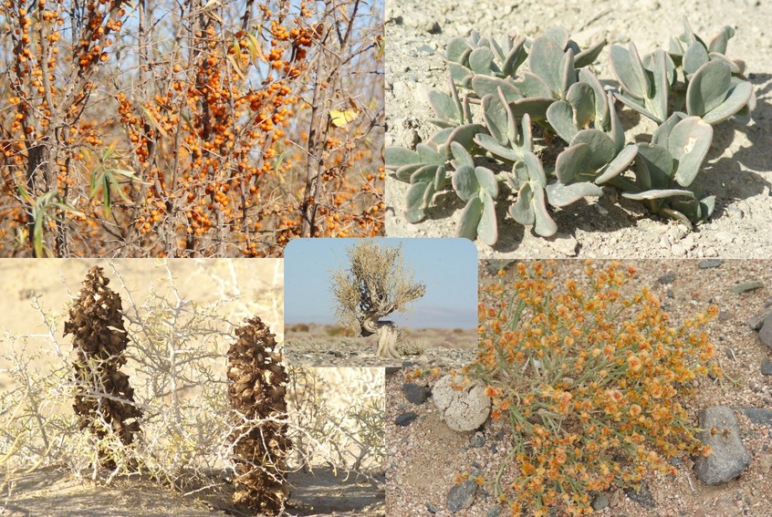 Tree "saxaul" and vegetables in Mongolia