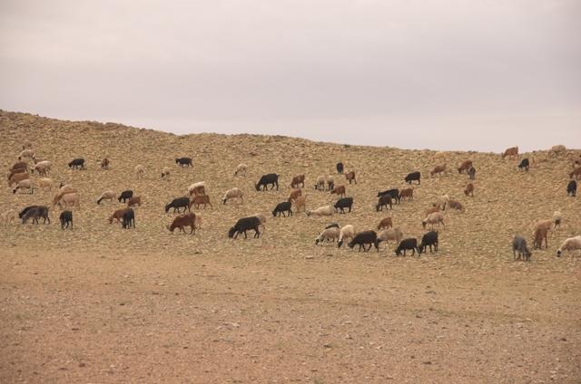 Sheep near confluence