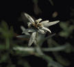 #2: Edelweiss