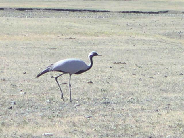 Demoiselle crane