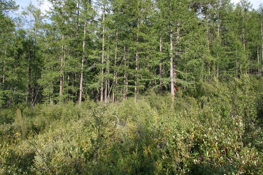 Facing East from confluence point