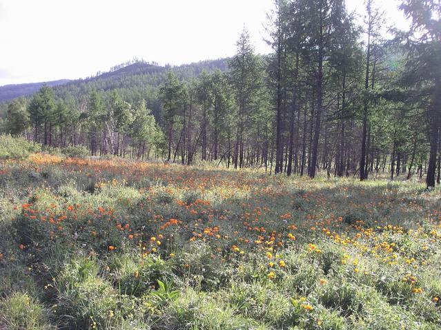 Carpet of wild flowers