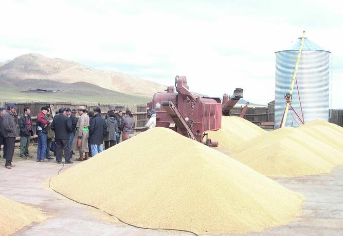 Wheat seed quality discussion on farm