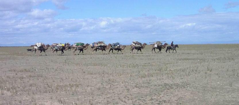 Camel train